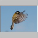 Parus major - Kohlmeise 13.jpg